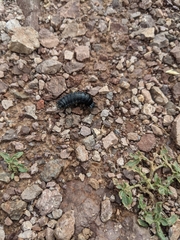 Carabina