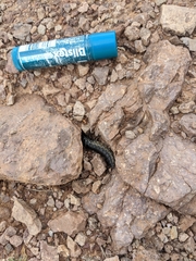 Carabina