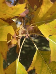 Quercus rubra