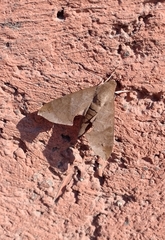 Pachylioides resumens