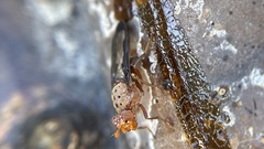 Diacrita