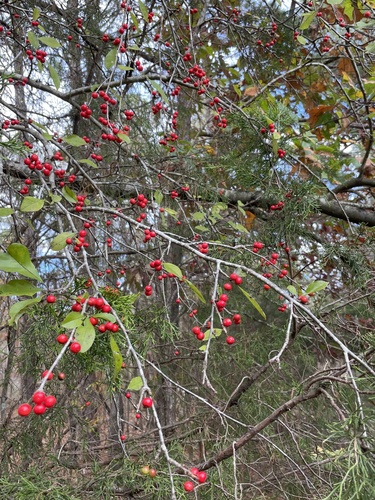 Ilex decidua