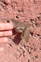 Pachylioides resumens