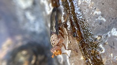 Diacrita