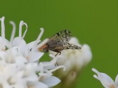 Dioxyna picciola