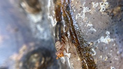 Diacrita