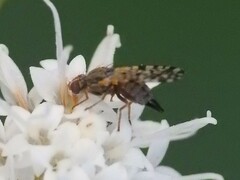 Dioxyna picciola