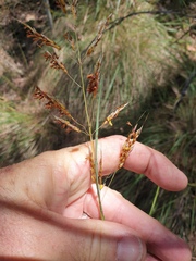 Sorghum leiocladum