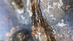Diacrita
