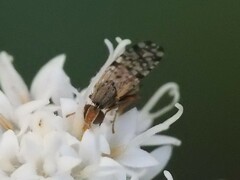 Dioxyna picciola
