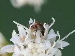 Dioxyna picciola