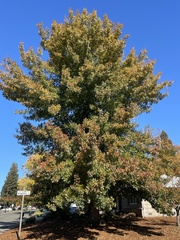 Quercus shumardii
