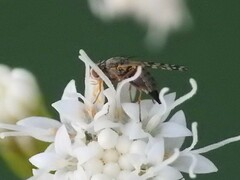 Dioxyna picciola