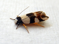 Zonopetala decisana