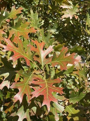 Quercus shumardii