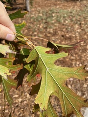Quercus shumardii