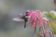 Heliangelus amethysticollis