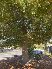 Quercus shumardii
