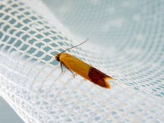 Tachystola stenoptera