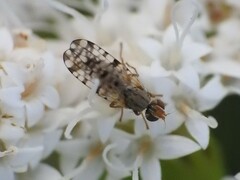 Dioxyna picciola