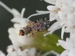 Dioxyna picciola