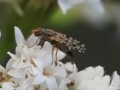 Dioxyna picciola