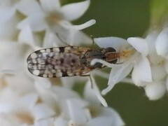 Dioxyna picciola