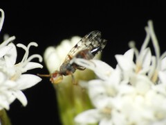 Dioxyna picciola