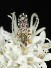 Dioxyna picciola