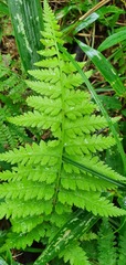 Athyrium yokoscense