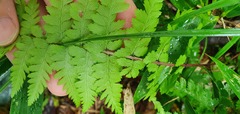 Athyrium yokoscense