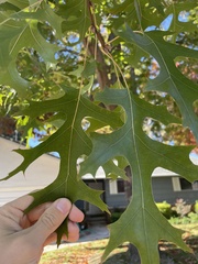 Quercus coccinea