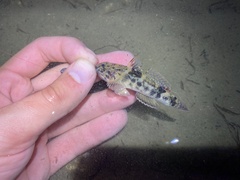 Bathygobius soporator