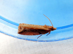 Statherotis euryphaea