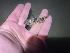 Bathygobius soporator