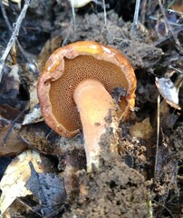Chalciporus