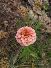 Zinnia