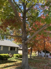 Quercus coccinea