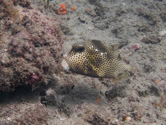Lactophrys bicaudalis