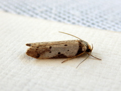 Philobota transversella