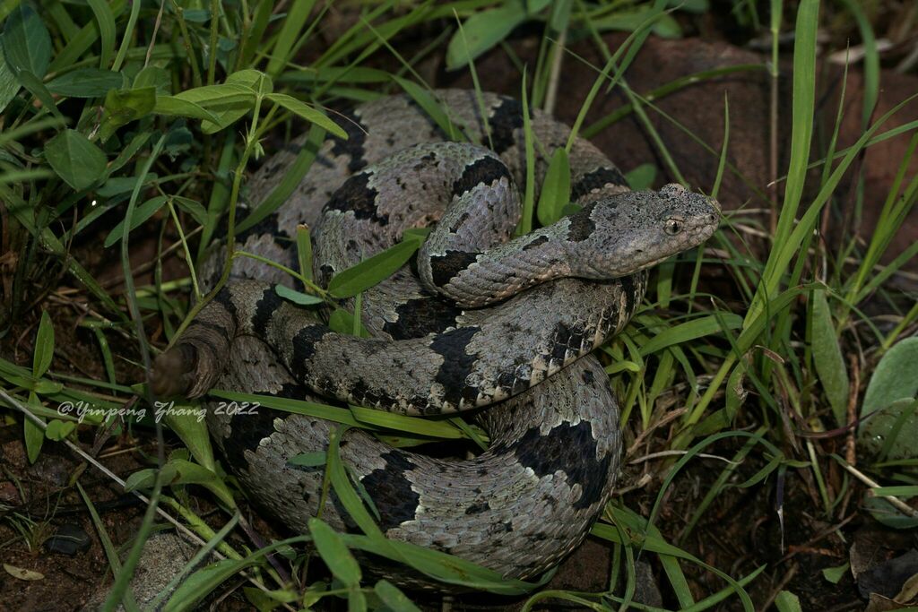 Banded Rock Rattlesnake in August 2022 by Yinpeng Zhang · iNaturalist