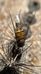 Copestylum isabellina