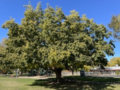 Celtis sinensis