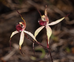 Caladenia caudata