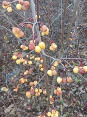 Malus hupehensis