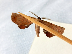 Parepisparis multicolora