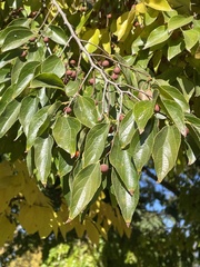 Celtis sinensis