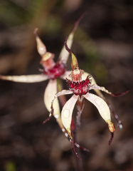 Caladenia caudata