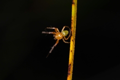 Araneus viridiventris