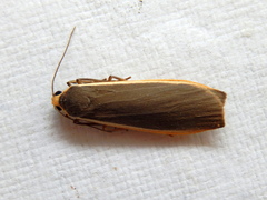 Palaeosia bicosta
